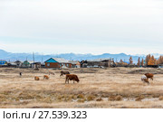 Россия. Якутия. Оймякон. Поселок Томтор (2015 год). Стоковое фото, фотограф Токарева Ирина / Фотобанк Лори