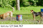 Two dogs playing in a puddle in the park. Стоковое видео, видеограф Tatiana Kravchenko / Фотобанк Лори