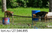 Two dogs are dragging one big stick. Стоковое видео, видеограф Tatiana Kravchenko / Фотобанк Лори