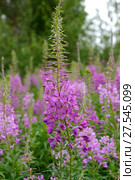 Fireweed (Rosebay Willowherb, Epilobium angustifolium). Summer. Стоковое фото, фотограф Валерия Попова / Фотобанк Лори