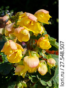 Бегония "Криспа Маргината желто-красная" (лат. Begonia crispa marginata Yellow and Red) цветет в саду. Стоковое фото, фотограф Елена Коромыслова / Фотобанк Лори