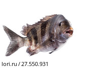 Рыба - каторжник (Archosargus probatocephalus), овечья голова, шипсхед - рыба из семейства Спаровых морских карасей.Так же известна как рыба с человеческими зубами. Изолировано на белом фоне. Стоковое фото, фотограф Ирина Кожемякина / Фотобанк Лори