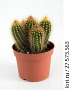 Cactus in pot on white background. Стоковое фото, фотограф Володина Ольга / Фотобанк Лори