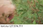 Bashful mimosa in botanical garden - Batumi, Georgia. Стоковое видео, видеограф Dzmitry Astapkovich / Фотобанк Лори