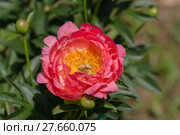 Пион межвидовый гибрид Пинк Ховайн Корал (Pink Hawaiian Coral) Стоковое фото, фотограф Ольга Сейфутдинова / Фотобанк Лори