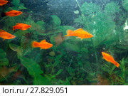 Xiphophorus maculatus fish in the aquarium. Стоковое фото, фотограф Евгений Ткачёв / Фотобанк Лори