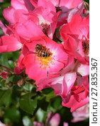 insects in the pollination of flowers. Стоковое фото, фотограф pawel sonnenburg / Smarterpix / Фотобанк Лори