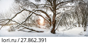 Раскидистое дерево  large spreading tree on the bank of a frozen river. Стоковое фото, фотограф Baturina Yuliya / Фотобанк Лори