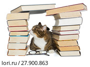 Cat sitting in the house of books. Стоковое фото, фотограф Okssi / Фотобанк Лори