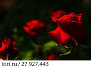 beautiful wild-growing red roses. Стоковое фото, фотограф Oleksandr Chub / PantherMedia / Фотобанк Лори