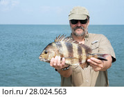 A fisherman is holding a fish  Southern sheeps head (Archosargus probatocephalus)  against the sea. Стоковое фото, фотограф Ирина Кожемякина / Фотобанк Лори