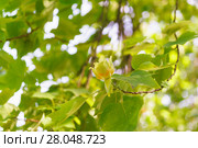Золотистый цветок лиридендрона (лат. Liriodendron tulipifera) семейства  Магнолиевые (лат. Magnoliaceae) Стоковое фото, фотограф Наталья Гармашева / Фотобанк Лори