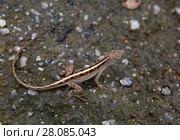 Ящерица Коричневый анолис Anolis sagrei (англ. Brown anole) Стоковое фото, фотограф Галина Савина / Фотобанк Лори