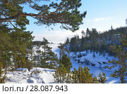 Россия, Ладожское озеро, хвойный лес по берегам залива Муролахти (Кочерга) в ясный зимний день. Стоковое фото, фотограф Овчинникова Ирина / Фотобанк Лори