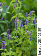 Лофант, или агастахис морщинистый (Agastache rugosa) Стоковое фото, фотограф Ольга Сейфутдинова / Фотобанк Лори
