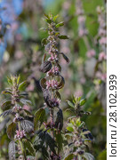 Пустырник (Leonurus cardiaca, Herba Leonuri) Стоковое фото, фотограф Ольга Сейфутдинова / Фотобанк Лори