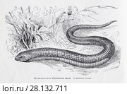 Желтопузик (Ophisaurus apus) - рисунок  из книги А. Брэма "Жизнь животных" 1896 г. Стоковая иллюстрация, иллюстратор Вера Смолянинова / Фотобанк Лори