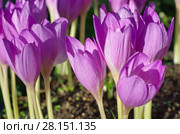 Цветущий безвременник (лат. Colchicum) Стоковое фото, фотограф Елена Коромыслова / Фотобанк Лори