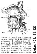 Гайморова полость. Стоковая иллюстрация, иллюстратор Макаров Алексей / Фотобанк Лори