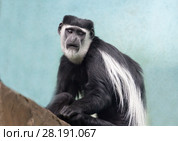 Обезьяна  восточный колобус -Black-and-white colobus monkey. Стоковое фото, фотограф Галина Савина / Фотобанк Лори