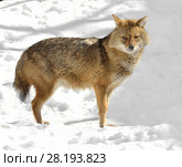 Golden jackal (Canis aureus) in winter. Стоковое фото, фотограф Валерия Попова / Фотобанк Лори