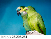 Попугай синелобый амазон. Blue-fronted amazon. Стоковое фото, фотограф Галина Савина / Фотобанк Лори