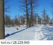 Дубовый лес.Запоздалая весна. Март. Россия. Стоковое фото, фотограф Александр Романов / Фотобанк Лори