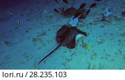 Two stingrays Blotched Fantail Ray and Pink whipray eat the remains of tuna. Стоковое видео, видеограф Некрасов Андрей / Фотобанк Лори