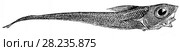 Coelorhynchus us fasciatus - рыба с сильно развитыми глазами из семейства Macruridae, распространена в Атлантическом океане, на глубине около 500 метров. Разнообразие видов глубоководных животных. Стоковая иллюстрация, иллюстратор Макаров Алексей / Фотобанк Лори