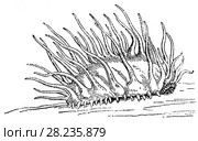 Oneirophantes mutabilis - голотурия со своеобразными выростами на спинной стороне, живет в северной части Атлантического океана на глубине 4700 метров. Разнообразие видов глубоководных животных. Стоковая иллюстрация, иллюстратор Макаров Алексей / Фотобанк Лори