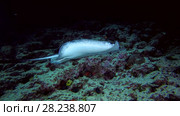 Round ribbontail ray swim over reef in the night (Low-angle shot) Стоковое видео, видеограф Некрасов Андрей / Фотобанк Лори