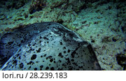 Round ribbontail ray swim over reef (evening light) Стоковое видео, видеограф Некрасов Андрей / Фотобанк Лори