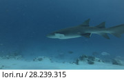 Tawny nurse shark swims inblue water over sandy bottom. Стоковое видео, видеограф Некрасов Андрей / Фотобанк Лори