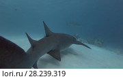 Two Tawny nurse shark swims inblue water over sandy bottom. Стоковое видео, видеограф Некрасов Андрей / Фотобанк Лори