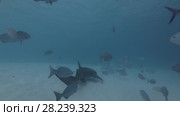 Tawny nurse shark swims in daytime over sandy bottom. Стоковое видео, видеограф Некрасов Андрей / Фотобанк Лори