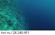 Scool of male sea goldie (Pseudanthias squamipinnis) swims near coral reef, Blue Hole, Red sea, Dahab, Sinai Peninsula, Egypt. Стоковое видео, видеограф Некрасов Андрей / Фотобанк Лори