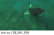 Young female Green Sea Turtle (Chelonia mydas) with Remora fish (Echeneis naucrates) floats to surface of water, breathes and dives to the bottom, Red sea, Marsa Alam, Abu Dabab, Egypt. Стоковое видео, видеограф Некрасов Андрей / Фотобанк Лори