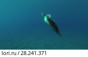 Young female Green Sea Turtle (Chelonia mydas) with Remora fish (Echeneis naucrates) floats to surface of water, breathes and dives to the bottom, Red sea, Marsa Alam, Abu Dabab, Egypt. Стоковое видео, видеограф Некрасов Андрей / Фотобанк Лори