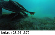 Young female Green Sea Turtle (Chelonia mydas) with Remora fish (Echeneis naucrates) floats to surface of water, breathes and dives to the bottom, Red sea, Marsa Alam, Abu Dabab, Egypt. Стоковое видео, видеограф Некрасов Андрей / Фотобанк Лори