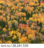 Aerial scenic autumn view of a colorful forest. Стоковое фото, фотограф Владимир Мельников / Фотобанк Лори