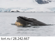 Humpback Whale feeding krill. Стоковое фото, фотограф Vladimir / Фотобанк Лори