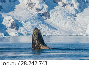 Humpback Whale feeding krill. Стоковое фото, фотограф Vladimir / Фотобанк Лори