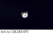 Upside Down Jellyfish or Cassiopea Jellyfish swim in the night. Стоковое видео, видеограф Некрасов Андрей / Фотобанк Лори