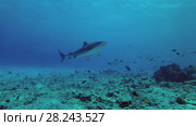 Tiger Shark - Galeocerdo cuvier swims in blue water over reef. Стоковое видео, видеограф Некрасов Андрей / Фотобанк Лори
