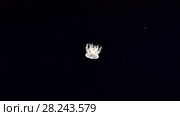 Upside Down Jellyfish or Cassiopea Jellyfish swim in the night. Стоковое видео, видеограф Некрасов Андрей / Фотобанк Лори
