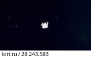 Upside Down Jellyfish or Cassiopea Jellyfish swim in the night. Стоковое видео, видеограф Некрасов Андрей / Фотобанк Лори