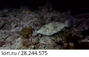 Scrawled Filefish swims in the night near coral reef. Стоковое видео, видеограф Некрасов Андрей / Фотобанк Лори