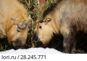 Сычуаньский такин. Sichuan-Takin. Стоковое фото, фотограф Галина Савина / Фотобанк Лори