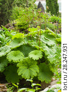 Darmera peltata, дармера щитовидная. Стоковое фото, фотограф Короленко Елена / Фотобанк Лори