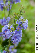 Polemonium caeruleum, синюха голубая, цветы. Стоковое фото, фотограф Короленко Елена / Фотобанк Лори